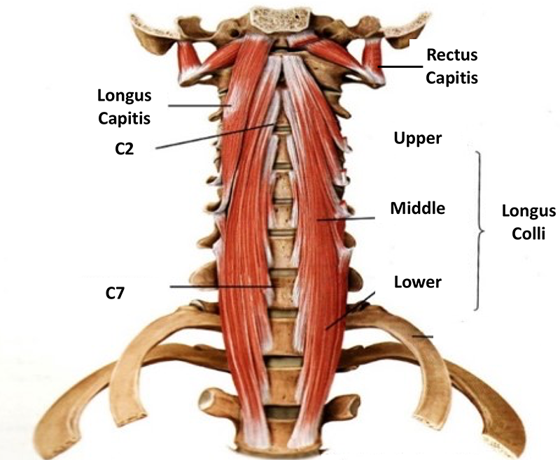 Musculus scalenus anterior